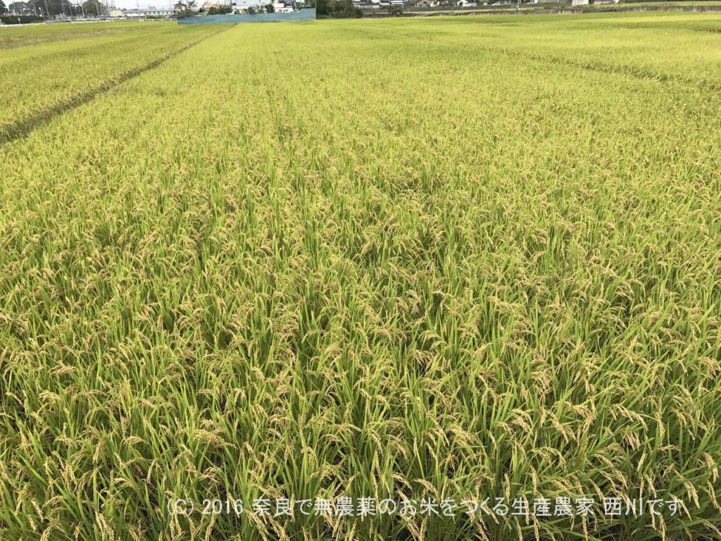 2016年田んぼの定点観測 | 田植え後109日経過、出穂33日後