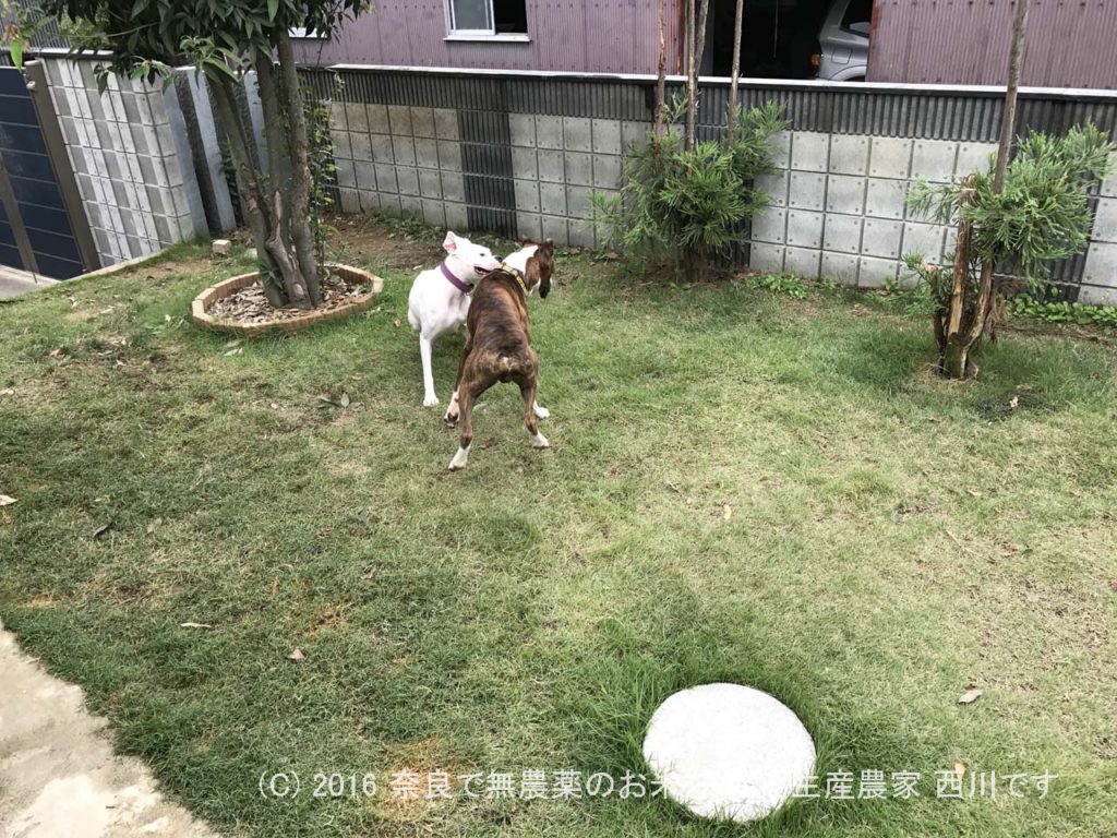 ボクサー犬ヴァレリちゃんが遊びに来てくれた | サスケ過去最高に嬉しい一日