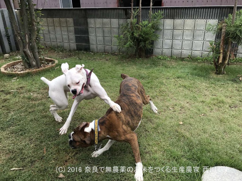 ボクサー犬ヴァレリちゃんが遊びに来てくれた | サスケ過去最高に嬉しい一日