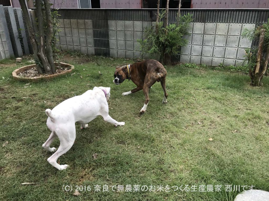 ボクサー犬ヴァレリちゃんが遊びに来てくれた | サスケ過去最高に嬉しい一日