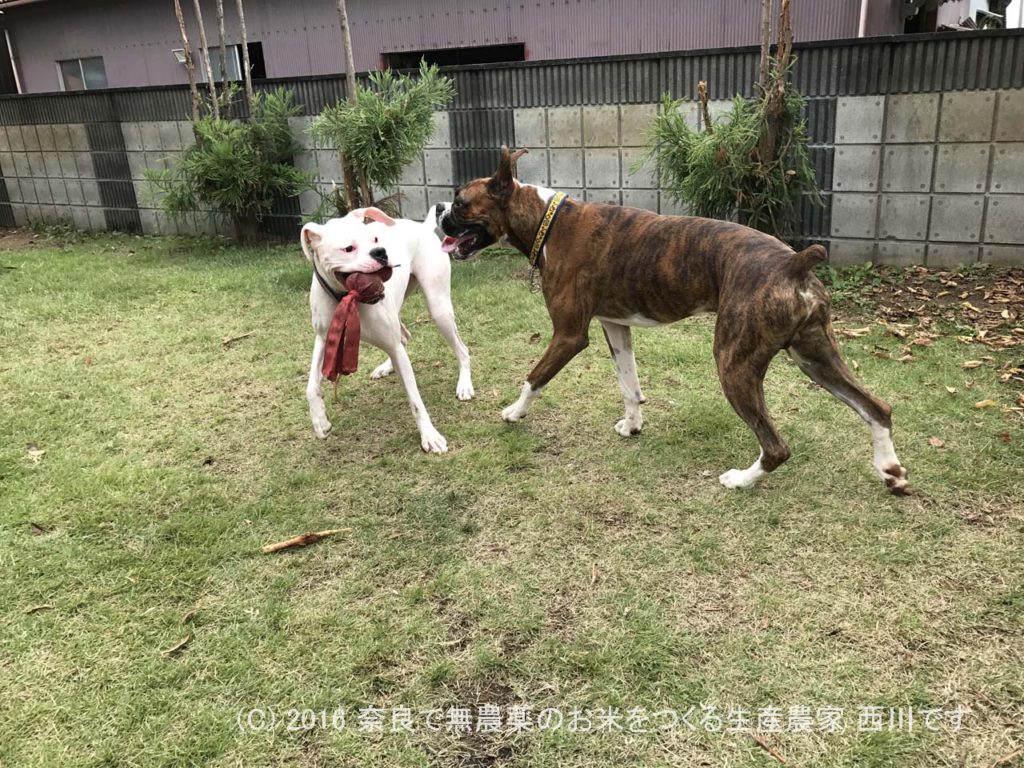 ボクサー犬ヴァレリちゃんが遊びに来てくれた | サスケ過去最高に嬉しい一日