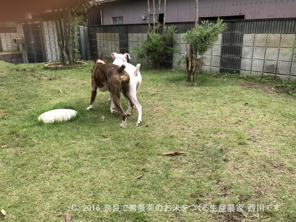 ボクサー犬ヴァレリちゃんが遊びに来てくれた | サスケ過去最高に嬉しい一日