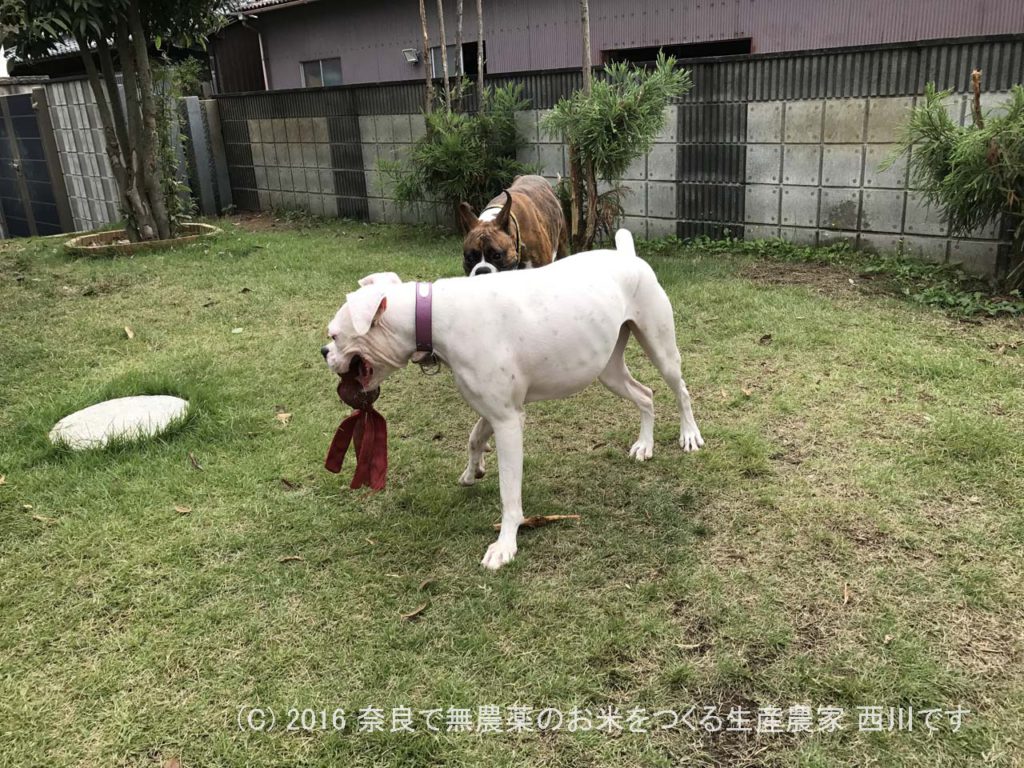 ボクサー犬ヴァレリちゃんが遊びに来てくれた | サスケ過去最高に嬉しい一日