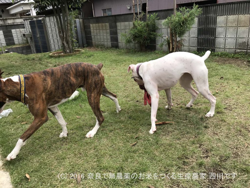 ボクサー犬ヴァレリちゃんが遊びに来てくれた | サスケ過去最高に嬉しい一日