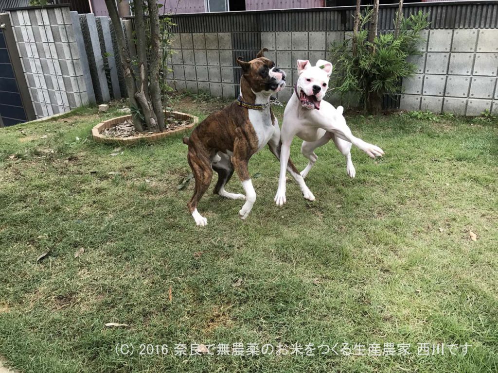 ボクサー犬ヴァレリちゃんが遊びに来てくれた | サスケ過去最高に嬉しい一日