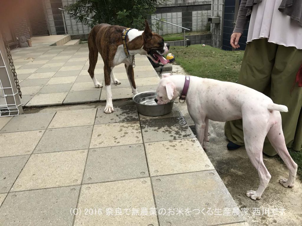 ボクサー犬ヴァレリちゃんが遊びに来てくれた | サスケ過去最高に嬉しい一日