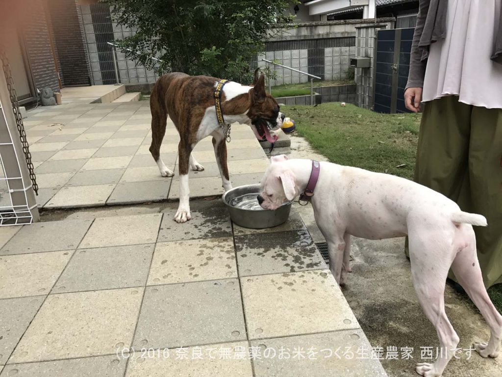 ボクサー犬ヴァレリちゃんが遊びに来てくれた | サスケ過去最高に嬉しい一日