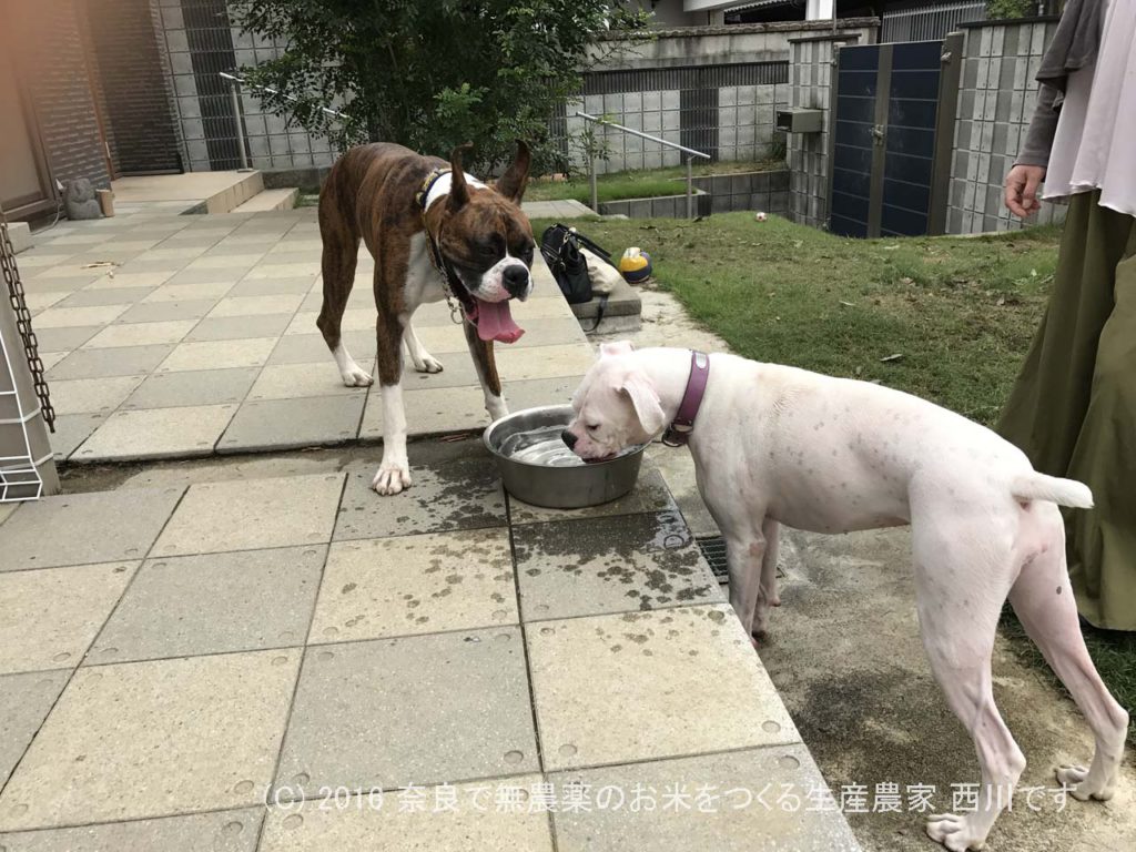 ボクサー犬ヴァレリちゃんが遊びに来てくれた | サスケ過去最高に嬉しい一日