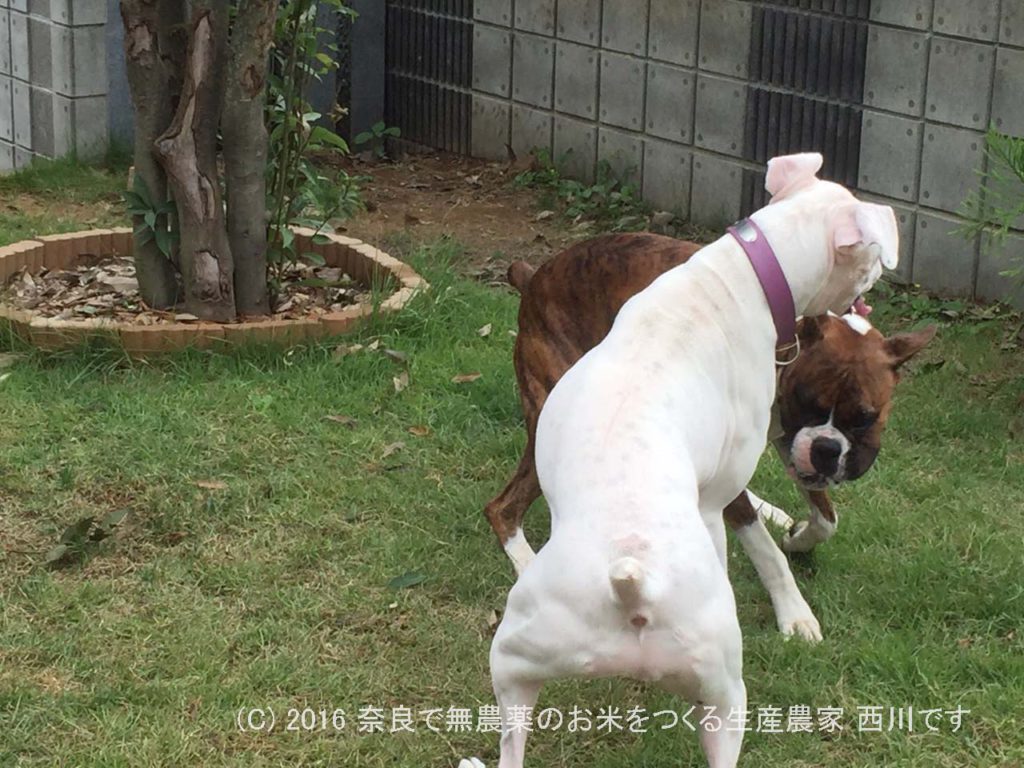 ボクサー犬ヴァレリちゃんが遊びに来てくれた | サスケ過去最高に嬉しい一日