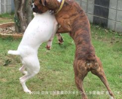 ボクサー犬ヴァレリちゃんが遊びに来てくれた | サスケ過去最高に嬉しい一日