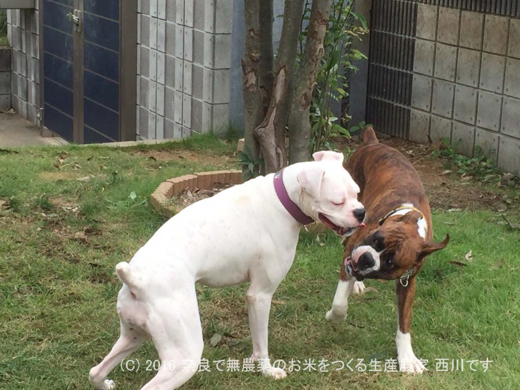 ボクサー犬ヴァレリちゃんが遊びに来てくれた | サスケ過去最高に嬉しい一日