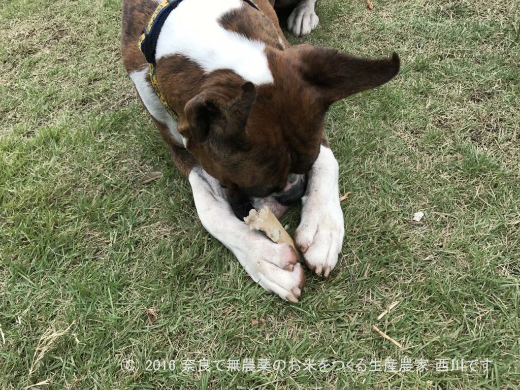 ボクサー犬ヴァレリちゃんが遊びに来てくれた | サスケ過去最高に嬉しい一日