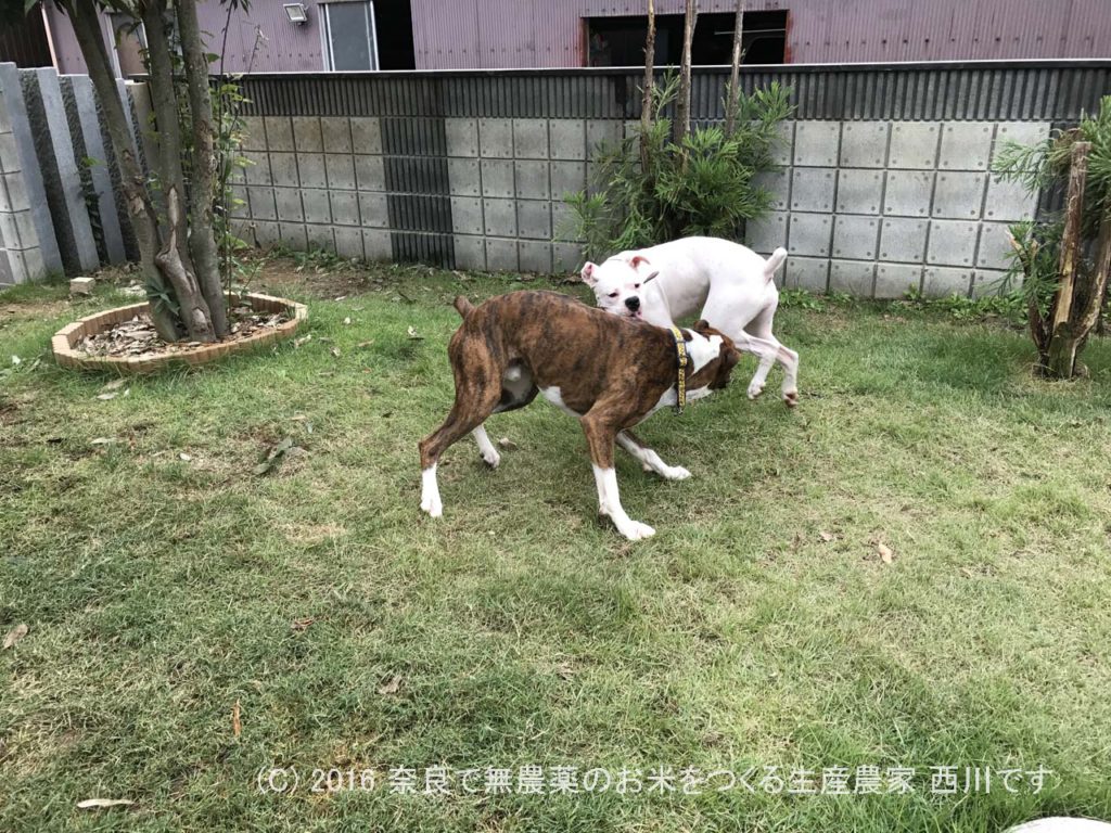 ボクサー犬ヴァレリちゃんが遊びに来てくれた | サスケ過去最高に嬉しい一日