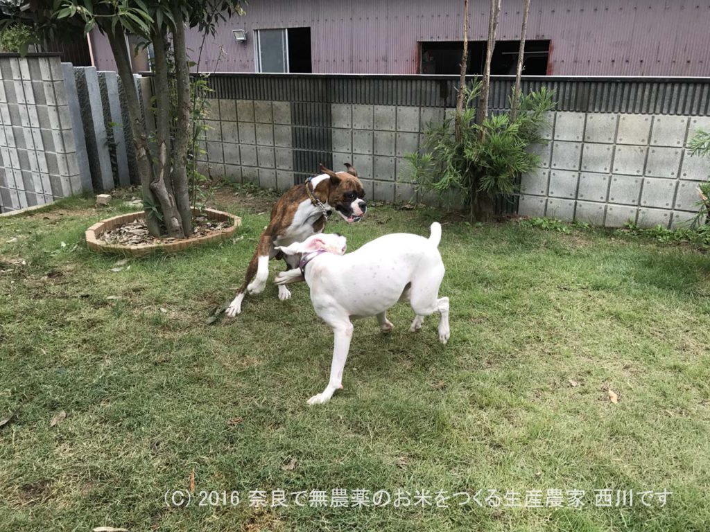 ボクサー犬ヴァレリちゃんが遊びに来てくれた | サスケ過去最高に嬉しい一日