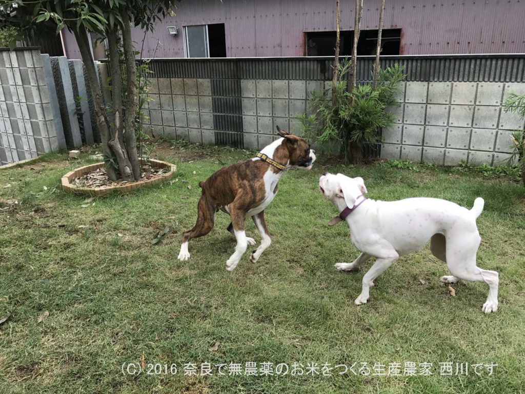 ボクサー犬ヴァレリちゃんが遊びに来てくれた | サスケ過去最高に嬉しい一日