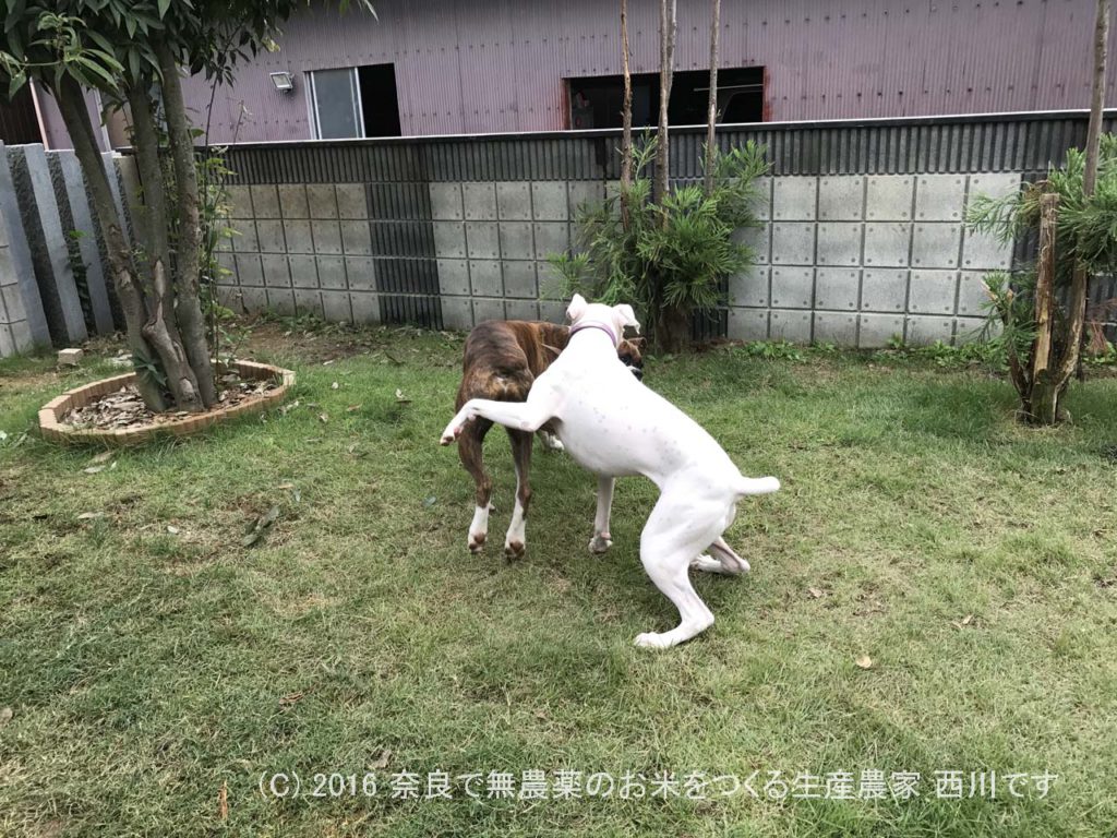 ボクサー犬ヴァレリちゃんが遊びに来てくれた | サスケ過去最高に嬉しい一日