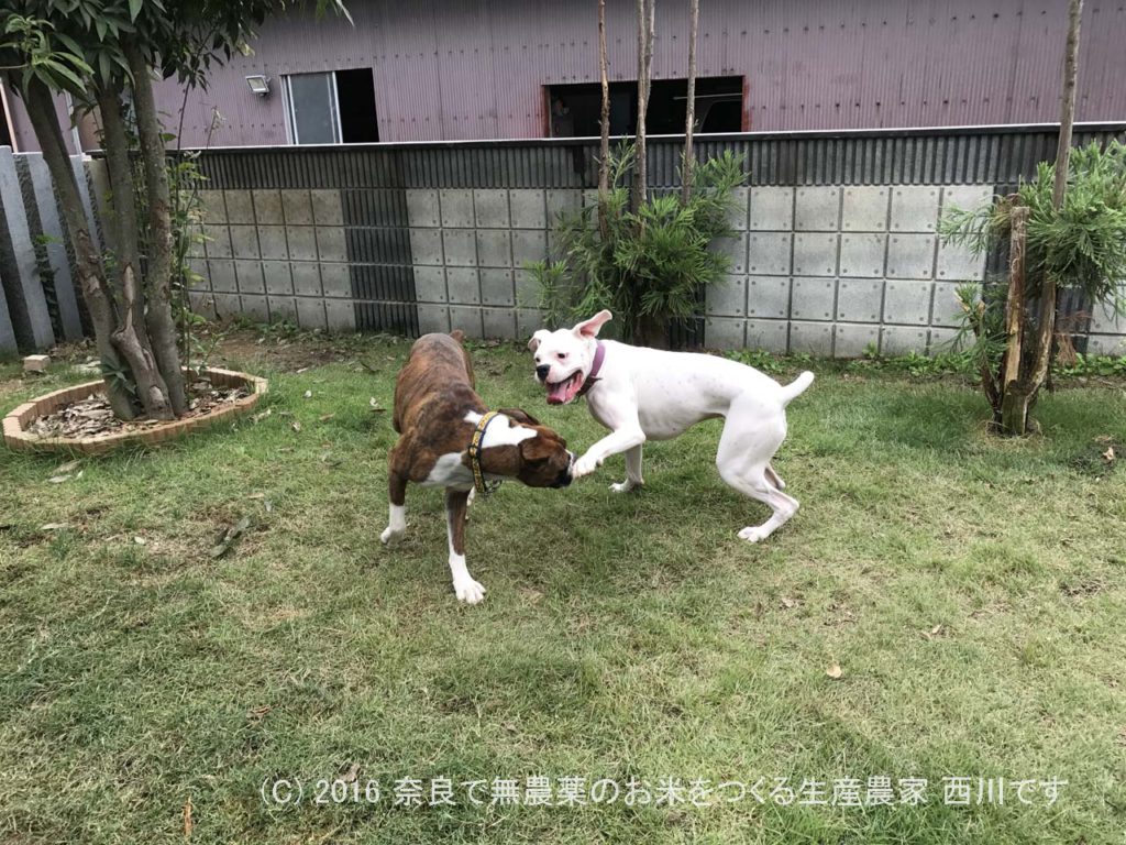 ボクサー犬ヴァレリちゃんが遊びに来てくれた | サスケ過去最高に嬉しい一日