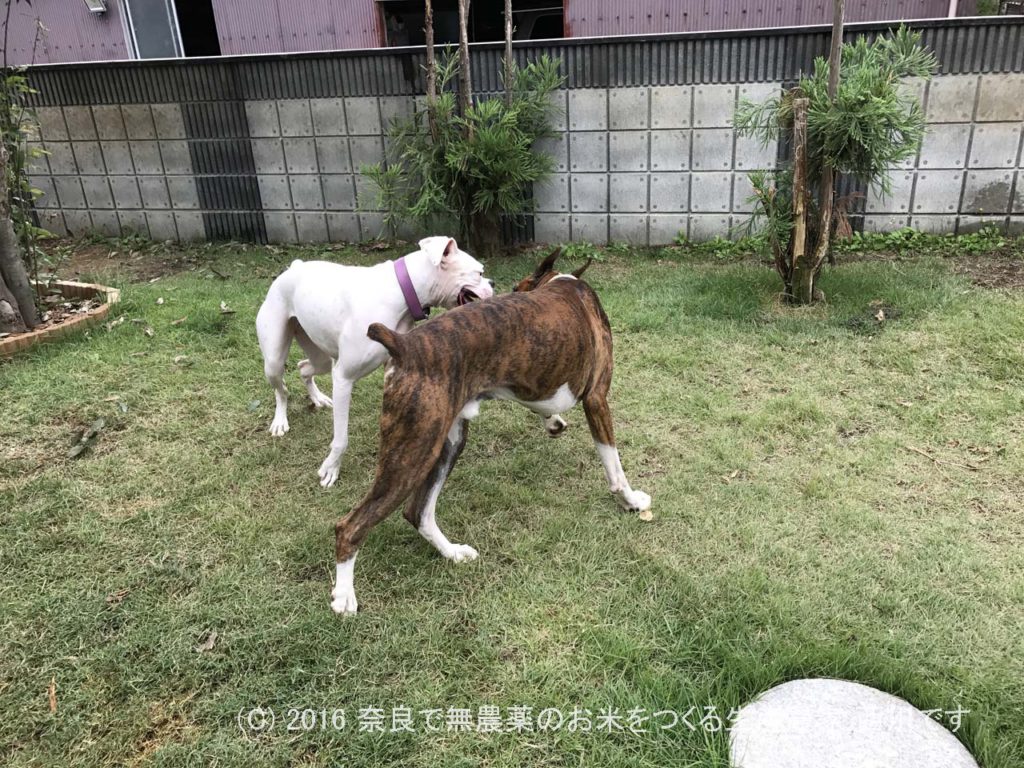 ボクサー犬ヴァレリちゃんが遊びに来てくれた | サスケ過去最高に嬉しい一日