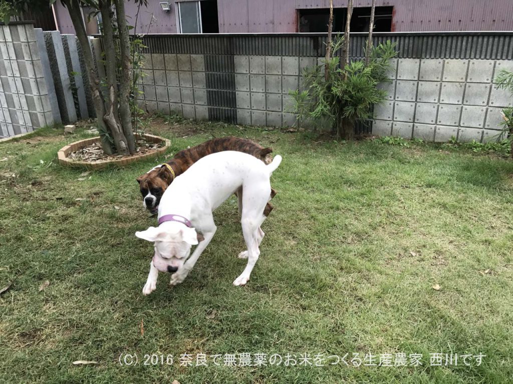 ボクサー犬ヴァレリちゃんが遊びに来てくれた | サスケ過去最高に嬉しい一日