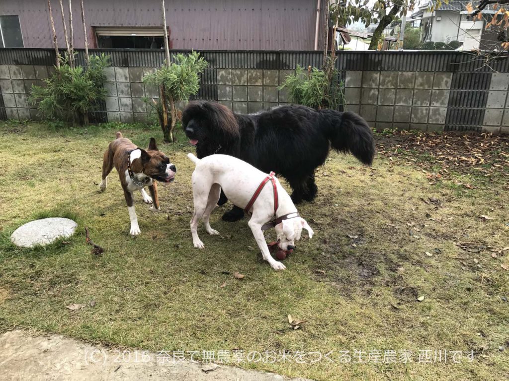 自宅ドックラン状態 | ニューファンドランド＆ボクサー