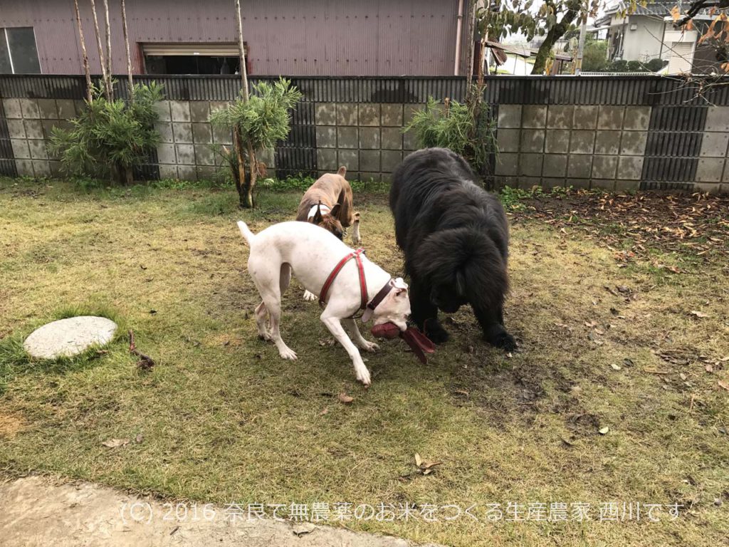 自宅ドックラン状態 | ニューファンドランド＆ボクサー