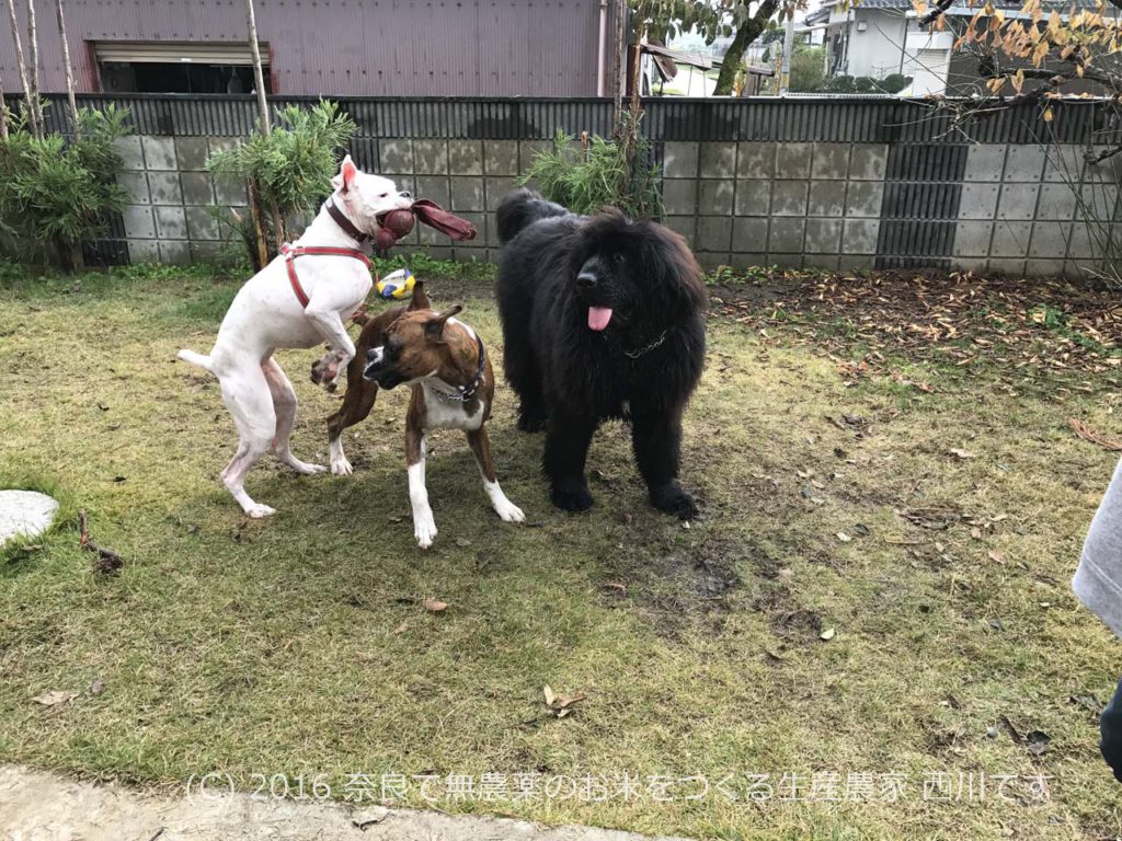 嬉しい自宅ドックラン状態 | ニューファンドランド＆ボクサー