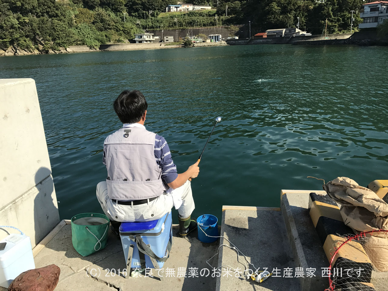 幼なじみと釣り 和歌山県海南市 塩津漁港でチヌ アオリイカ タチウオ 奈良で無農薬米 稲作農家 西川健次