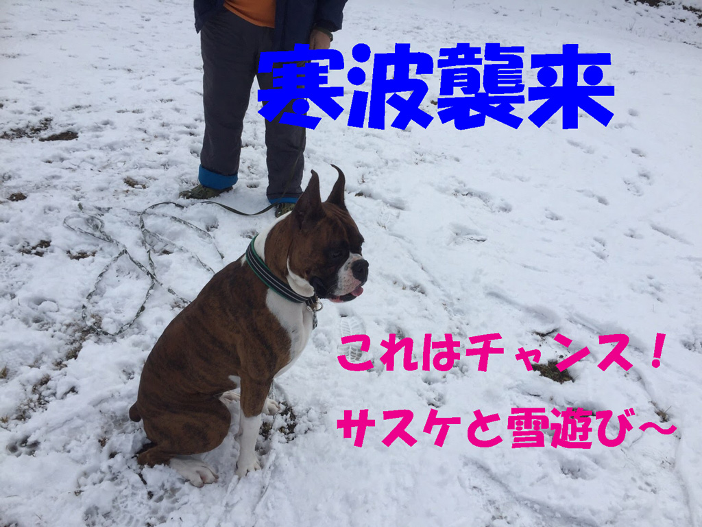 寒波だサスケと雪遊び | かまくら初体験