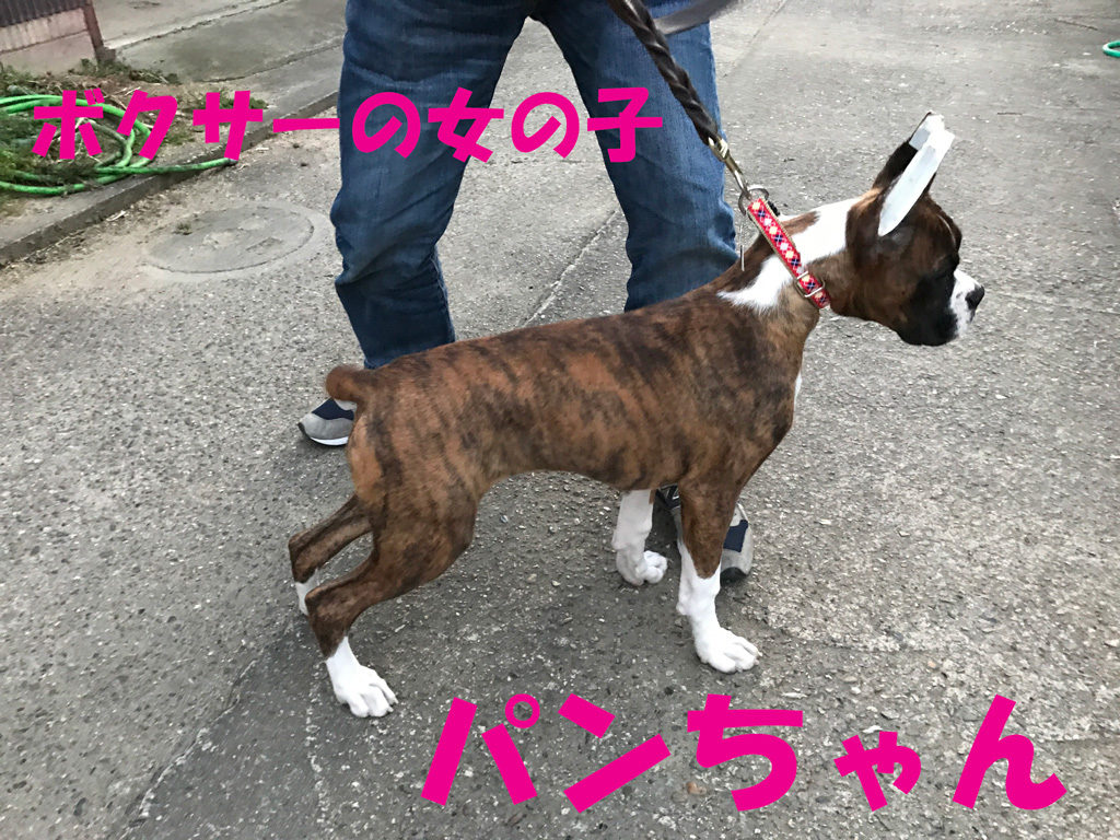 ボクサー犬の女の子 パン（PAN）ちゃんと初対面