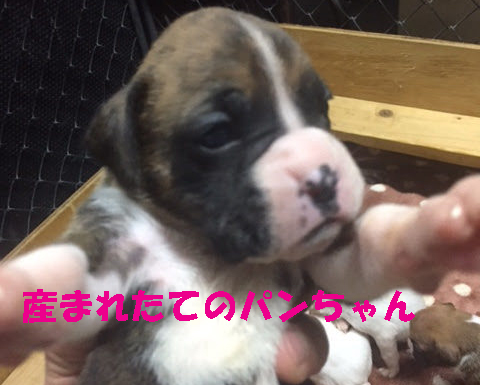 産まれたてのボクサー犬牝パンちゃん