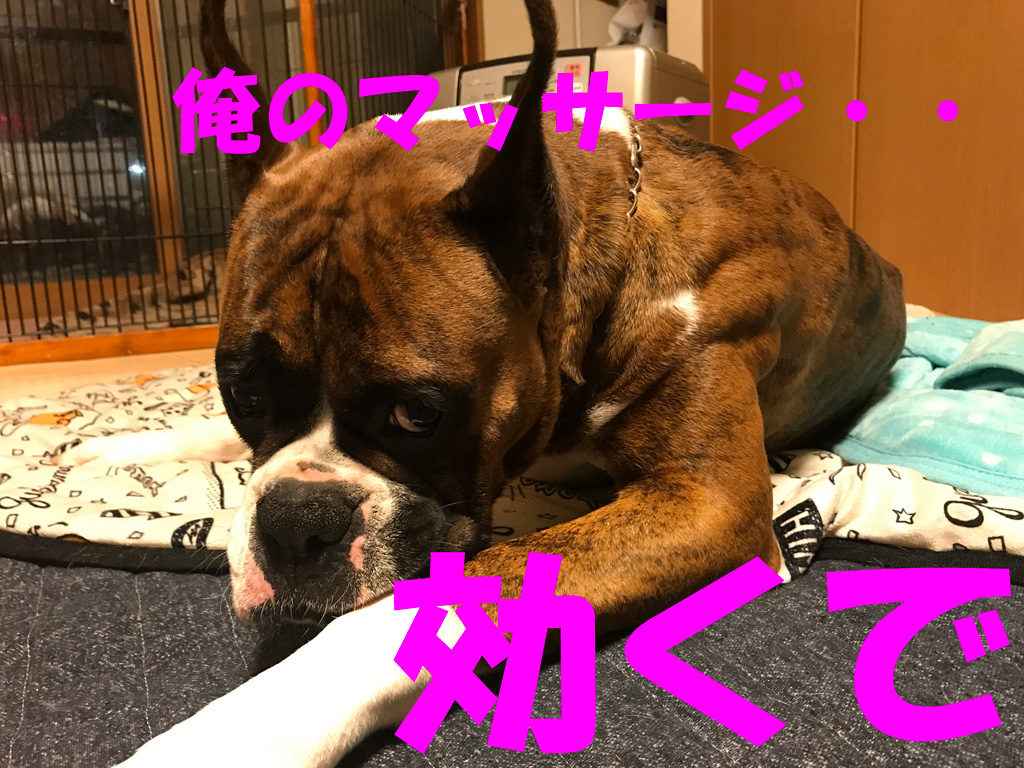 ボクサー犬サスケのマッサージ