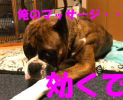 ボクサー犬サスケのマッサージ