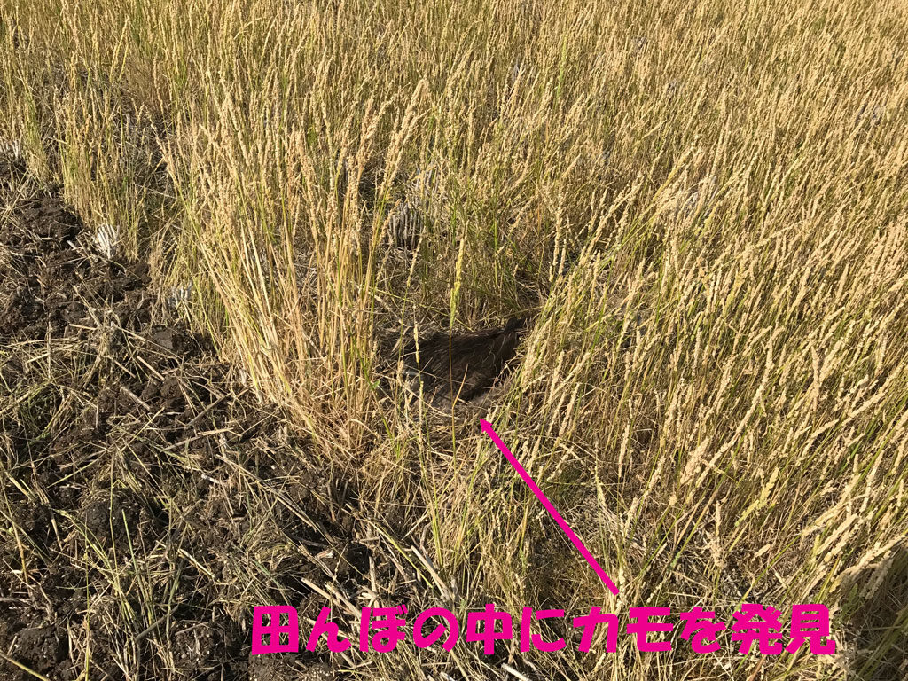 田んぼの中にカモを発見