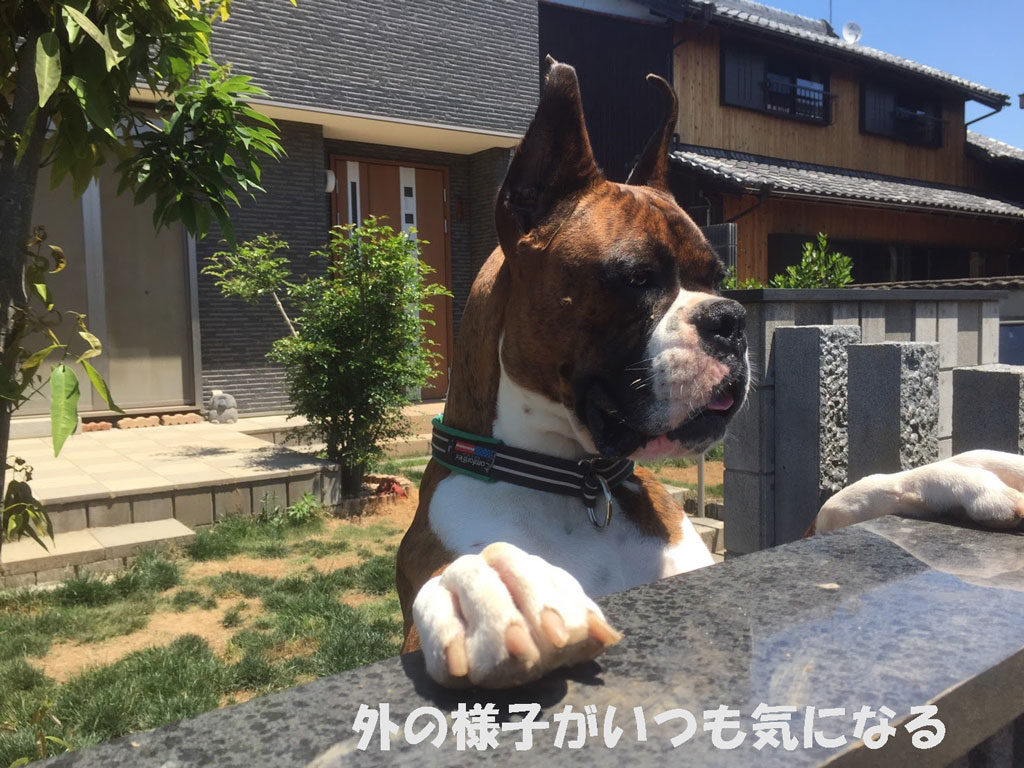 外の様子が気になる