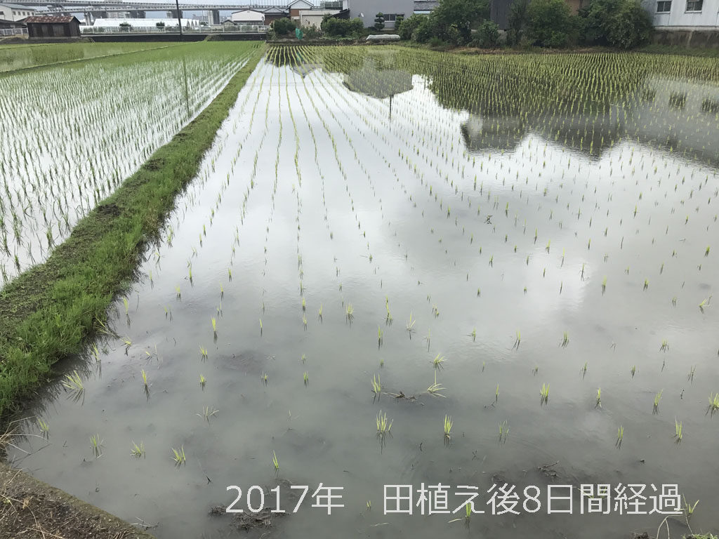 2017年 田植え後8日間経過のすがた