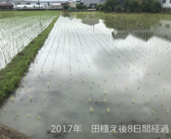 2017年 田植え後8日間経過のすがた