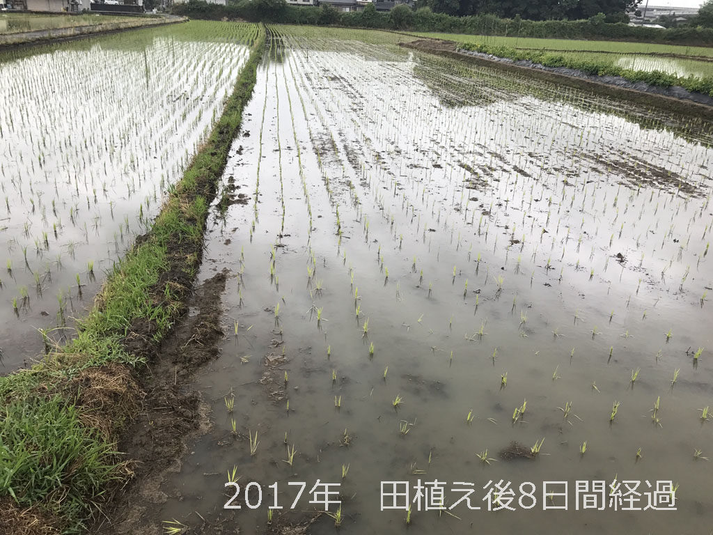 2017年 田植え後8日間経過のすがた