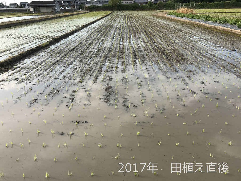 2017年の田植え | 良い苗のおかげでここまでは完璧です