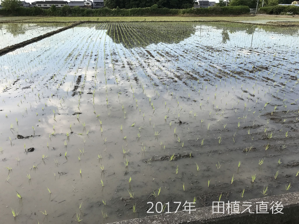 2017年の田植え | 良い苗のおかげでここまでは完璧です