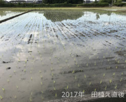 2017年の田植え | 良い苗のおかげでここまでは完璧です