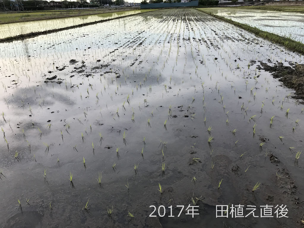 2017年の田植え | 良い苗のおかげでここまでは完璧です