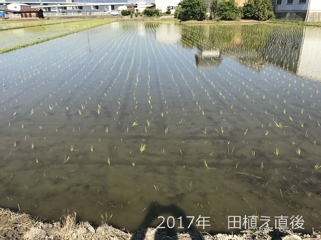 2017年の田植え | 良い苗のおかげでしっかり植わりました