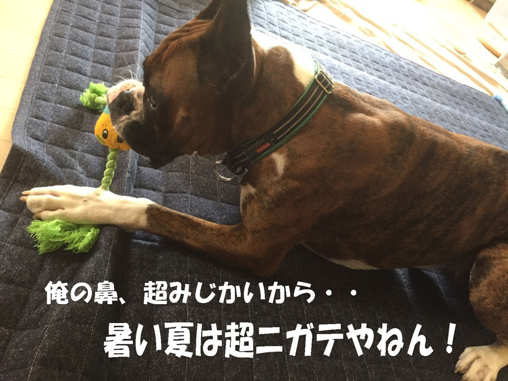 夏場の俺は室内犬