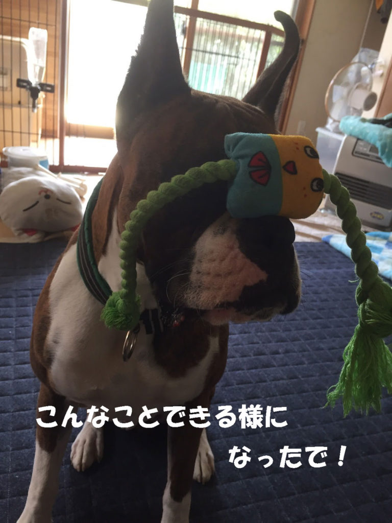 夏場の俺は室内犬