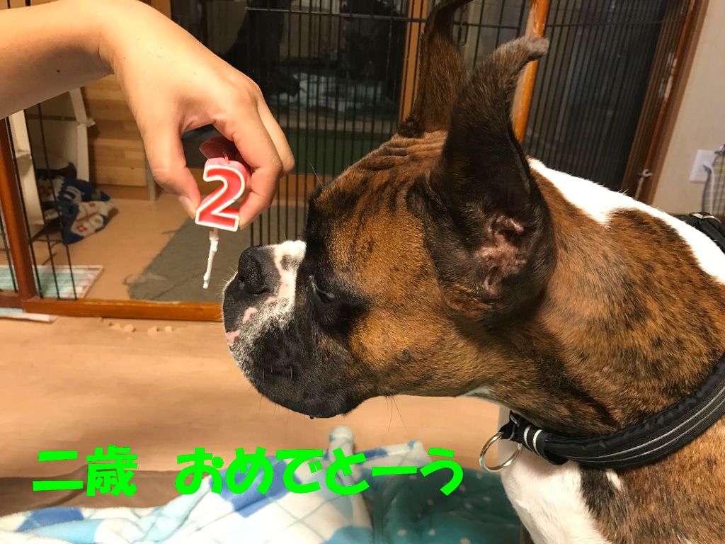 二歳の誕生日 | Happy Birthday SASUKE