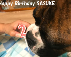 二歳の誕生日 | Happy Birthday SASUKE