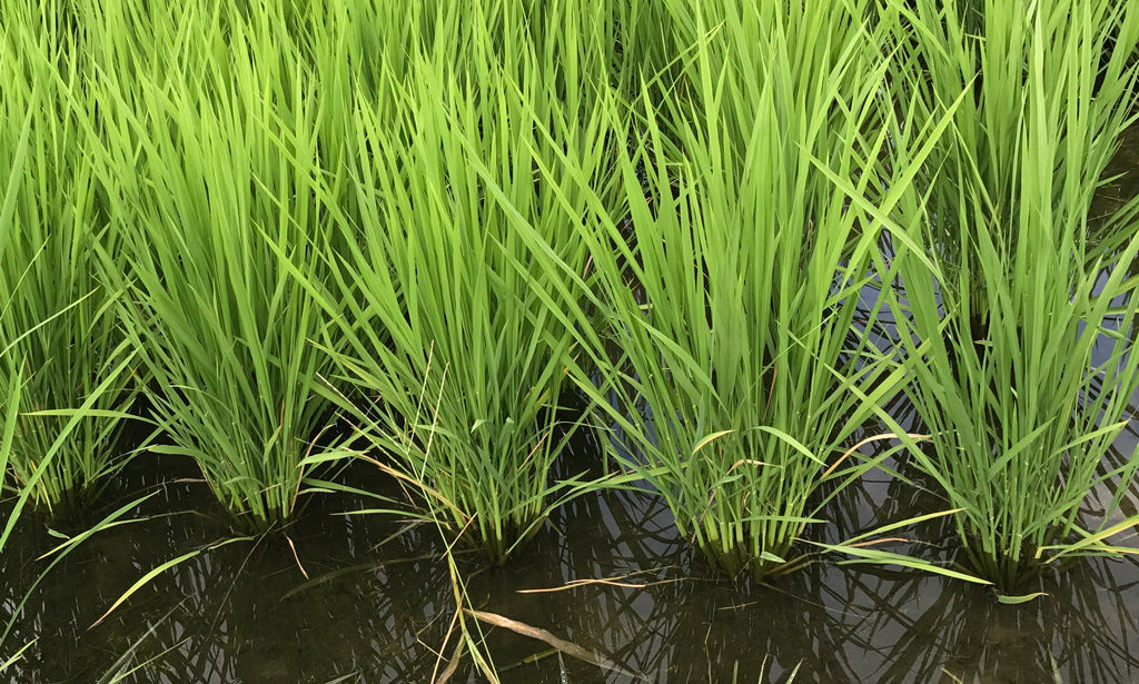 分けつも進んで太くなりました