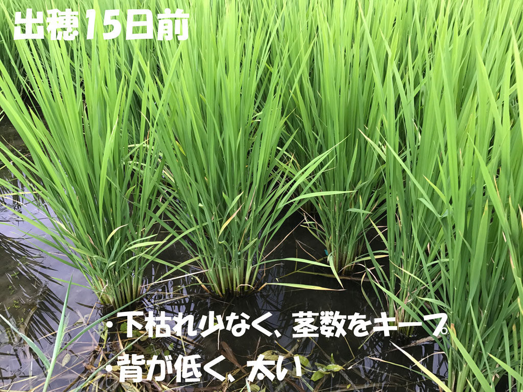 下枯れ少なく茎数をキープ | 出穂15日前