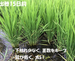 下枯れ少なく茎数をキープ | 出穂15日前