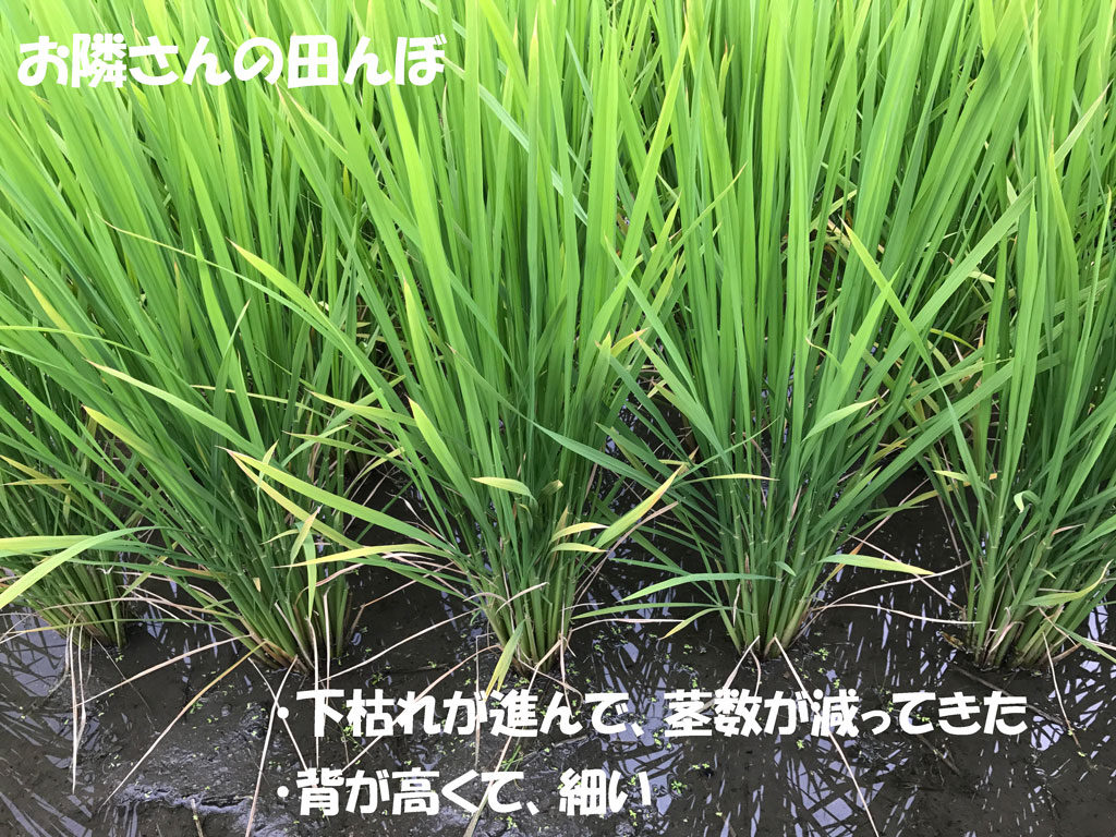 下枯れ少なく茎数をキープ | 出穂15日前